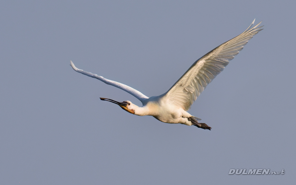 01 Eurasian spoonbill (Platalea leucorodia)